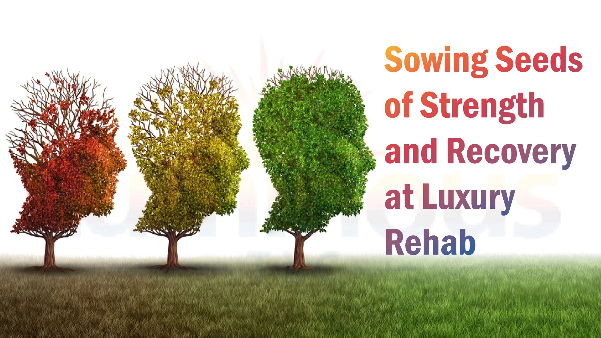 Luxury Drug Rehab